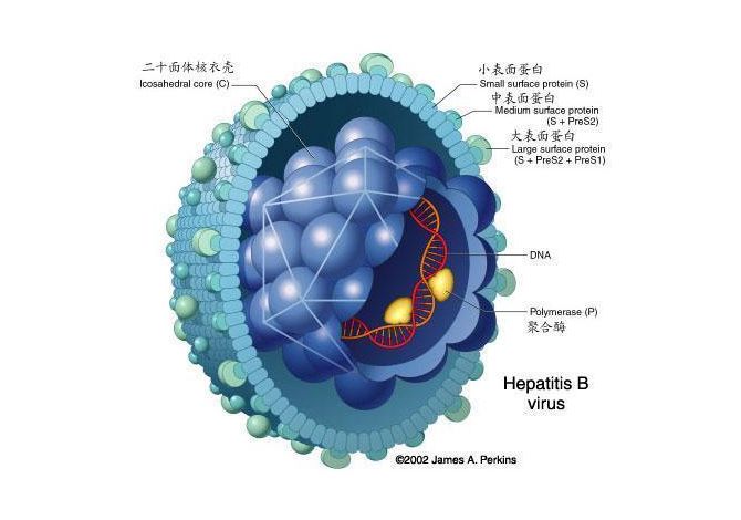 乙肝最新动态，研究、治疗与预防的新进展综述