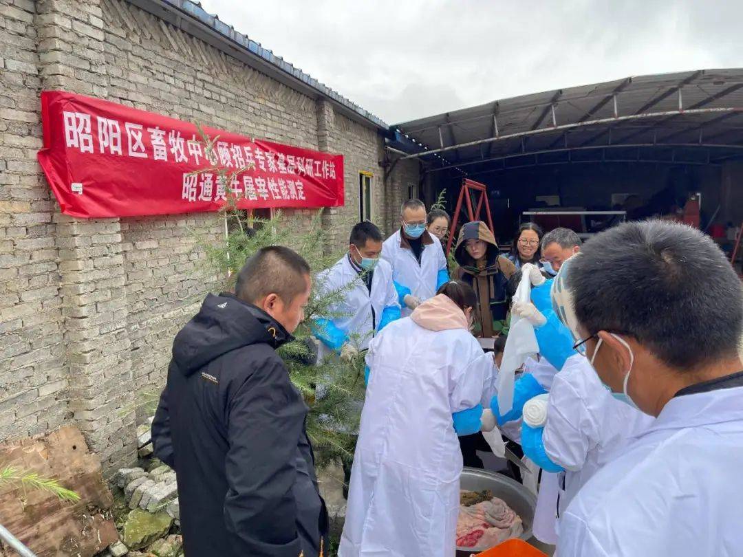 昭阳区防疫检疫站最新动态与新闻报道