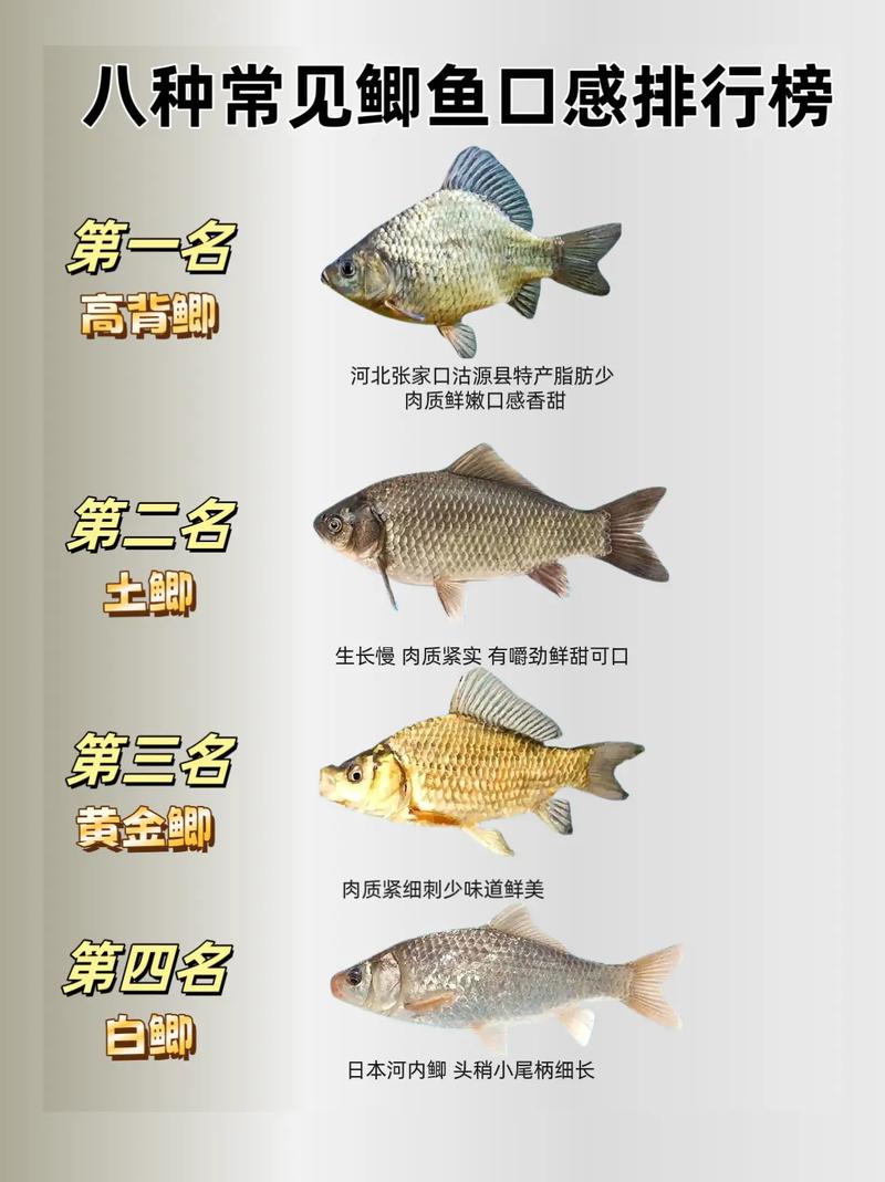 鲤鱼最新价格及动态分析概览